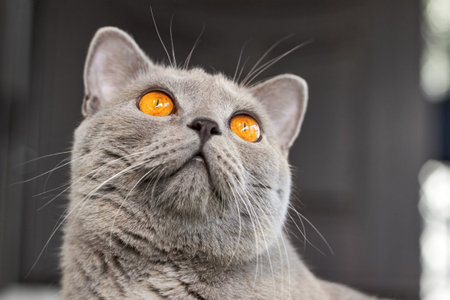 Portrait of gray short-haired British cat with orange eyes. Closeupの写真素材