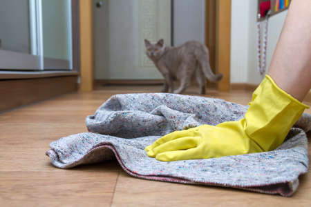 Girl in rubber gloves washes the floor at home with a rag. Concept of housework and housekeeping. Cat in the backgroundの写真素材