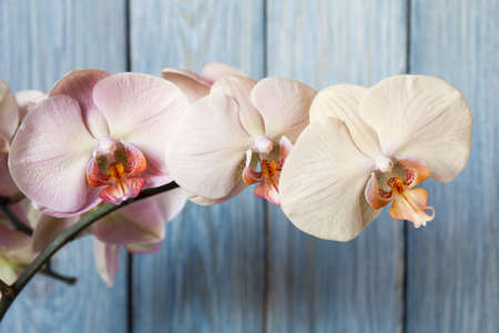 Romantic beige branch of orchid on blue backgroundの写真素材