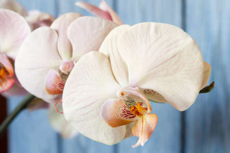 Romantic beige branch of orchid on blue backgroundの写真素材