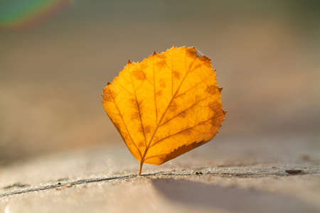 Autumn leaf in the concrete gap. Autumn concept. Closeup, selective focusの写真素材