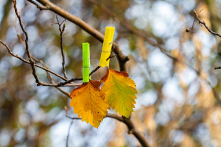 Two autumn orange leaves on bare branch with clothespins on fall forest background. Closeup, selective focusの写真素材