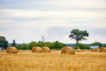 Bright yellow dry Rolls of haystacks on the summer field. Rural landscapes
