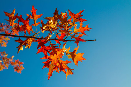 Red maple leaves against the blue sky. Autumn concept.