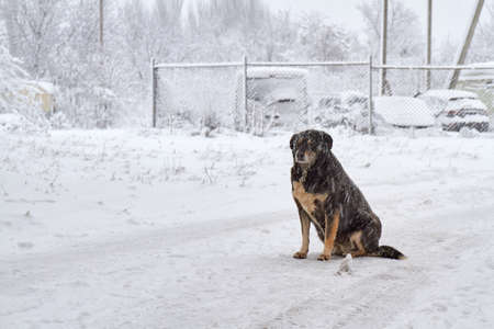 Black homeless dog on the snow in frosty weather. The dog freezes on the snowの写真素材