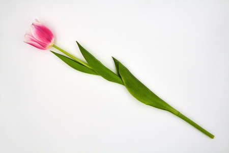 Top view on pink tulips lying on a white background with copy spaceの写真素材