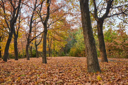 Autumn Park with orange Autumn leaves ground.