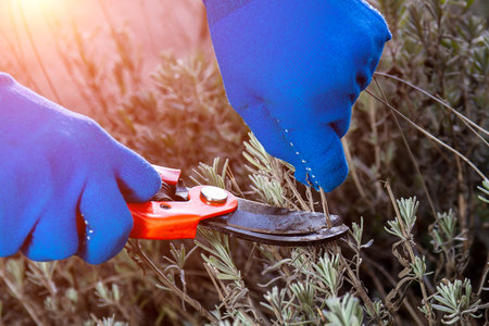 Hand in gloves holding bypass secateur and pruning lavender bush. Seasonal work in garden. Pruning bushesの写真素材
