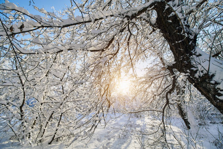 Winter park in snow. Beautiful winter trees branches with a lot of snow. Snow covered trees with...