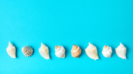 Exotic sea shells on a blue background with copy spaceの写真素材