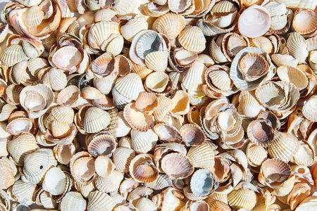 Summer background pattern from seashells. Close-up, top view.の写真素材