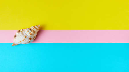 Exotic sea shell on minimal colorful background with copy spaceの写真素材