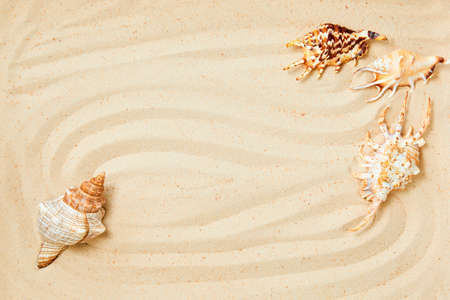Summer background of sand and exotic sea shells with copy spaceの写真素材