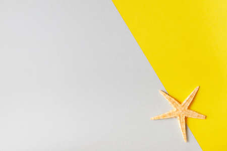 Exotic starfish on minimal colorful background with copy spaceの写真素材