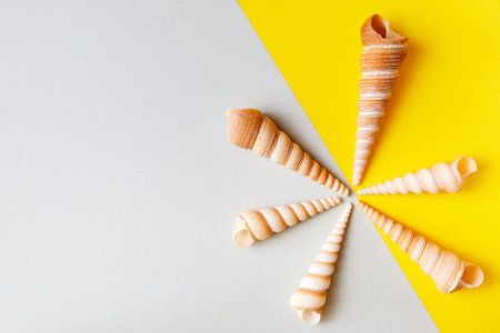 Exotic sea shells on minimal colorful background with copy space