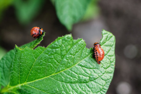 Young Colorado beetles eat potato leaf. The beetle larva is eating potato leaves. Parasites in...