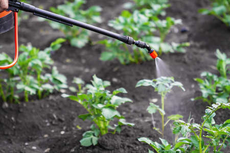 Processing potato plantation with insecticide liquid for Colorado beetle control. Closeupの写真素材