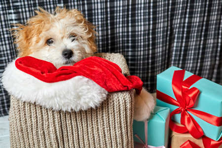 Maltipoo puppy lying on Santa hat in the box on background of christmas gift boxesの写真素材