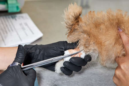 The veterinarian cuts the bandage on the paw of a Maltipoo puppy. Close-up, selective focusの写真素材
