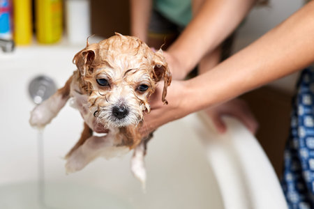 A girl bathes a Maltipoo puppy in the bathroom. Close-up, selective focus