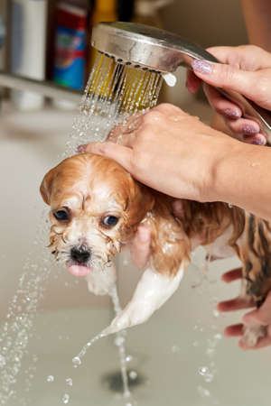 A girl bathes a Maltipoo puppy in the bathroom. Close-up, selective focusの写真素材