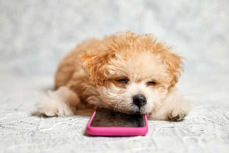 Maltipoo puppy sleeping on smartphone on a gray background. Close up, selective focusの写真素材
