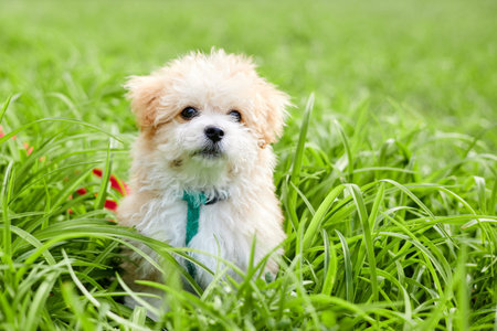 Little Maltipoo puppy is walking in green grass