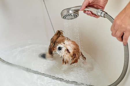 Wet Maltipoo puppy while bathing in the bathroom. Close-up, selective focusの写真素材