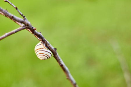 Close-up of snail clinging to a branch on blurred background