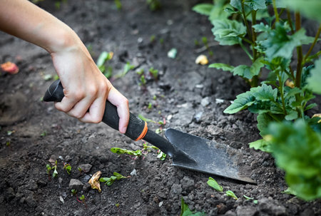 Girl spuds plants in the garden with a garden shovel. Close up, selective focusの写真素材