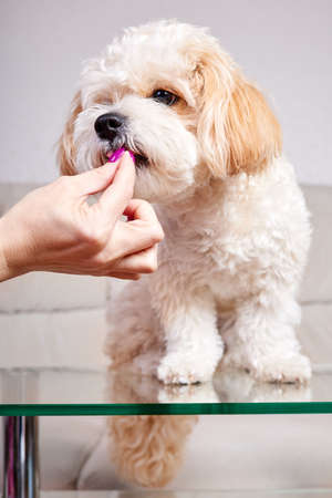 Girl feeding dry food a beige Maltipoo puppy on a glass table in the roomの写真素材