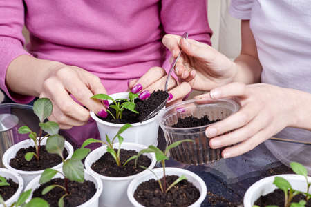 Daughter helps mom transplanting plant seedlings into new pot at homeの写真素材
