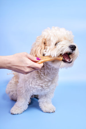 Maltipoo puppy biting a bone given to him by a girlの写真素材