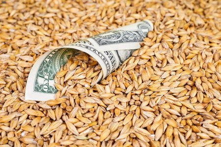 A rolled up dollar bill with barley grains sprinkled into it