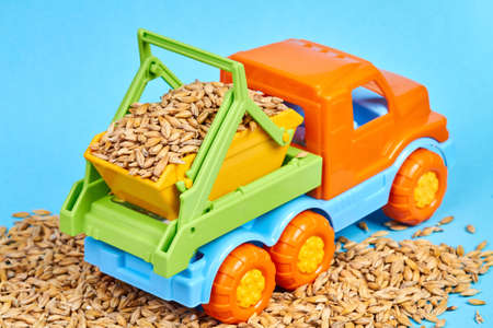 Barley grain in the body of a toy truck on a blue background. Truck deliveries wheat harvestの写真素材