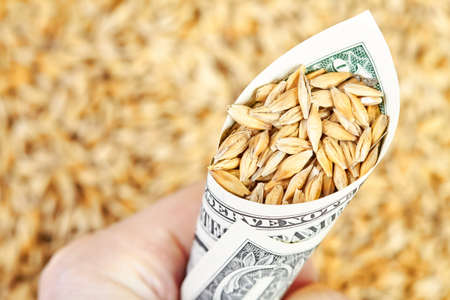 Man holding in his hand A rolled up dollar bill with barley grains sprinkled into it on a grains backgroundの写真素材