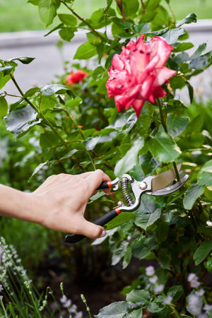 Girl pruning rose bushes with secateursの写真素材