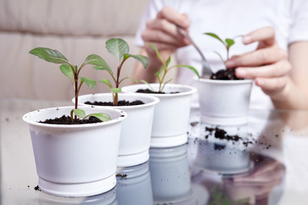 White flower pots with freshly planted plants against the background of a girl who transplants sproutsの写真素材