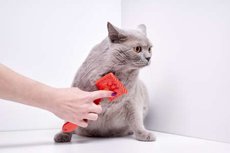 The girl combs the hair of a british shorthair catの写真素材