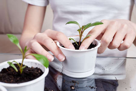Small girl transplanting plant seedlings into new pot at homeの写真素材