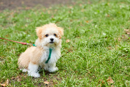 Little Maltipoo puppy is walking in green grassの写真素材