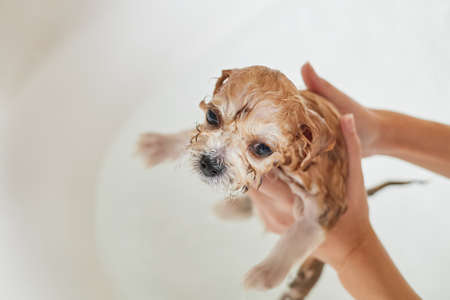 Wet Maltipoo puppy while bathing in the bathroom. Close-up, selective focusの写真素材