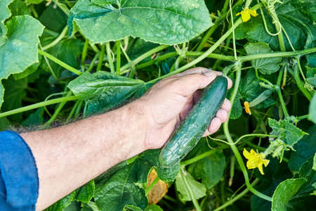 Farmer harvests fresh cucumbers from the greenhouseの写真素材