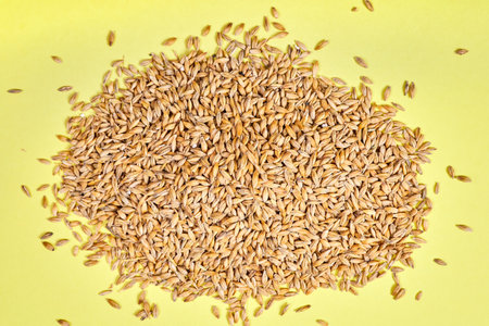 Unpeeled barley grains on a yellow backgroundの写真素材