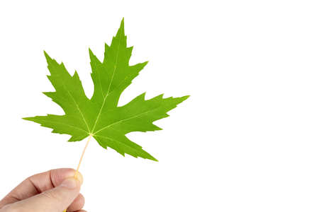 Man holding green maple leaf isolated on white backgroundの写真素材