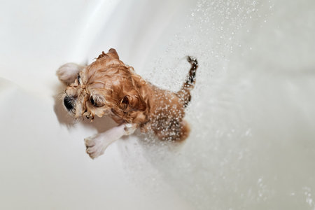 Wet Maltipoo puppy while bathing in the bathroom. Close-up, selective focusの写真素材