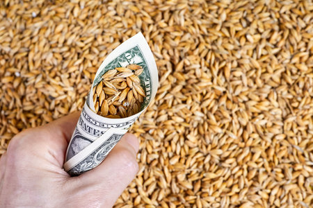 Man holding in his hand A rolled up dollar bill with barley grains sprinkled into it on a grains backgroundの写真素材