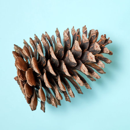Close-up of Pine cone on blue background