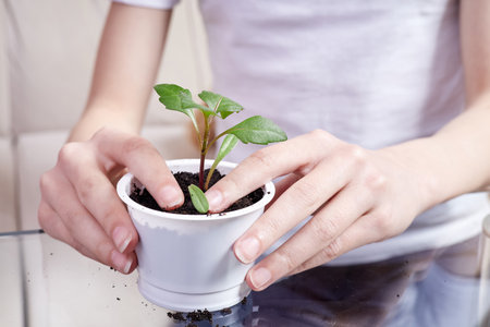 Small girl transplanting plant seedlings into new pot at homeの写真素材