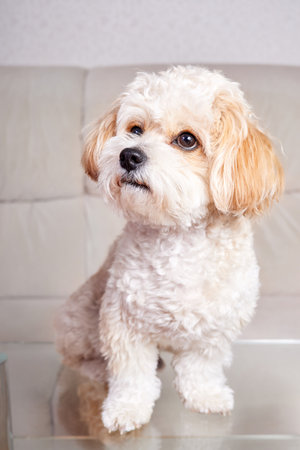 Portrait of a beige Maltipoo puppy stands on a glass table in the roomの写真素材